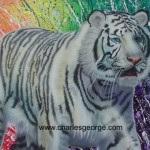 whitetiger