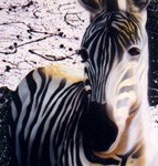 The Vivacity of the Zebra